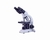 Mikroskopy edukacyjne seria BA81 Typ BA81B-MS