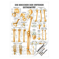 Die Knochen der unteren Extremität Mini-Poster Anatomie 34x24 cm med. Lehrmittel, Laminiert