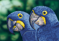 Diamond Painting Kit: Blue Hyacinth Macaws
