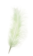 Opiflor 210898 Feder Grün