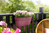 elho 8711904498047 pot à fleurs Extérieure Plastique Rose