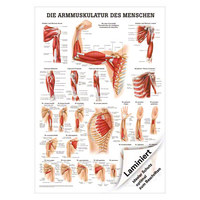 Armmuskulatur Mini-Poster Anatomie 34x24 cm medizinische Lehrmittel, Laminiert