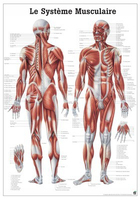 Rüdiger-Anatomie PA04 lam Plakat 70 x 100 cm