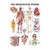 Der menschliche Körper Mini-Poster Anatomie 34x24 cm medizinische Lehrmittel, Nicht Laminiert