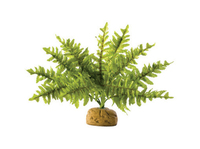 Exo Terra Boston Fern - Small Pflanzen 1 Stück(e)