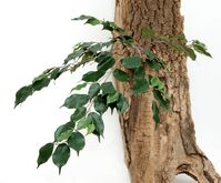 Artificial Silk Ficus Exotica Spray FR - 100cm, Green, 101 Leaves
