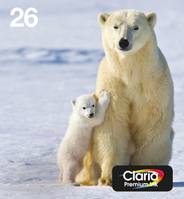 Epson Polar bear C13T26164511 tintapatron 1 dB Eredeti Standard teljesítmény Fekete, Cián, Magenta, Sárga