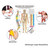 Meridiane u. Dorn Mini-Poster Anatomie 34x24 cm medizinische Lehrmittel, Laminiert