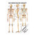 Das menschliche Skelett Lehrtafel Anatomie 100x70 cm medizinische Lehrmittel, Laminiert