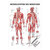 Menschliches Muskelsystem Lehrtafel Anatomie 100x70 cm medizinische Lehrmittel, Laminiert