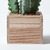 Cactus Plant, In Wooden Pot, 330 mm