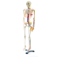 Anatomisches Skelett mit Nerven und Gefäßen Heinescientific (1 Stück) , Detailansicht