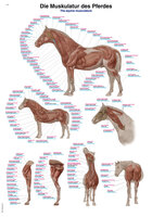 Lehrtafel Die Muskulatur des Pferdes Erlerzimmer 50 x 70 cm Kunstdruckpapier mit Beleistung (1 Stück), Detailansicht