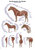 Lehrtafel Die Muskulatur des Pferdes Erlerzimmer 50 x 70 cm Kunstdruckpapier mit Beleistung (1 Stück), Detailansicht