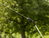 Gardena 11138-20 Opryskiwacz ogrodowy Opryskiwacz ogrodowy plecakowy 5 l