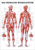 Rüdiger-Anatomie TA35 Plakat 70 x 100 cm