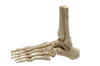 Rüdiger-Anatomie A241 Medizinische Trainingspuppe