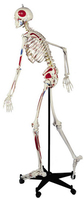Rüdiger-Anatomie A200.3 Medizinische Trainingspuppe