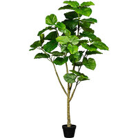 Figuier Ficus umbellata