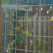 Betonmatten tuinscherm hedera klimplanten betongaas schutting verzinkt maaswijdte 10x10cm