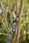 Gardena 14772-55 elektryczna okrzesywarka do drzewa 2,8 cm 18 V Litowo-jonowa (Li-Ion) Czarny