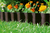 Gardena 534-20 Bordure de jardin Rouleau de bordure de jardin Plastique Noir