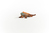 schleich WILD LIFE Iguane