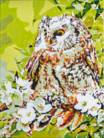 Paint-by-Numbers Kit: Owl and Gnome