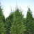 Levensboom Thuja occidentalis 'Frieslandia'