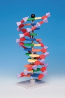 Sistema di modelli molecolari miniDNA® Tipo miniDNA®