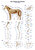 Lehrtafel Das Skelett des Pferdes Erlerzimmer 70 x 100 cm Kunststofffolie mit Metallbeleistung (1 Stück), Detailansicht