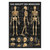 Das Skelett des Menschen Mini-Poster Anatomie 34x24 cm medizinische Lehrmittel, Nicht Laminiert
