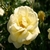 Roos Rosa Sunny Rose
