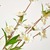 Blossom Tree, with Cream Silk Flowers, 1550 mm