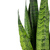 2er-Set Bogenhanf - Sansevieria zeylanica - Höhe ca. 65 cm, Topf-⌀ 17 cm