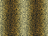 Bastelkarton Safari 50x70cm Gepard