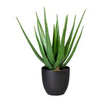Green aloe