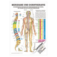Meridiane u. Dorn Mini-Poster Anatomie 34x24 cm medizinische Lehrmittel, Laminiert
