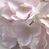 Artificial Silk Hydrangea Flower Heads x 100pcs - 16cm, Pink