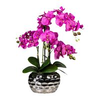 Moth orchid in an oval vase