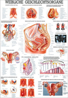 Rüdiger-Anatomie TA22 lam Plakat 70 x 100 cm