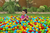 Bestway Splash & Play 250 balles