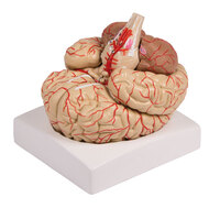 Gehirnmodell 9-teilig mit Arterien Erlerzimmer (1 Stück) , Detailansicht