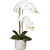 Orchidea phalaenopsis, real touch