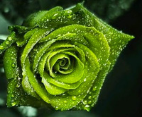 Roos Rosa 'Viridiflora'