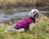 TRIXIE Arlay M Beere Polyester Hund Mantel