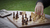 Millennium M828 jeu d'échecs Bureau Anglais