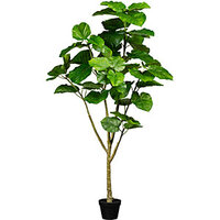 Ficus umbellata