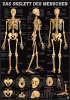 Rüdiger-Anatomie TA71 Plakat 70 x 100 cm
