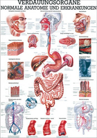 Rüdiger-Anatomie TA17 lam Plakat 70 x 100 cm